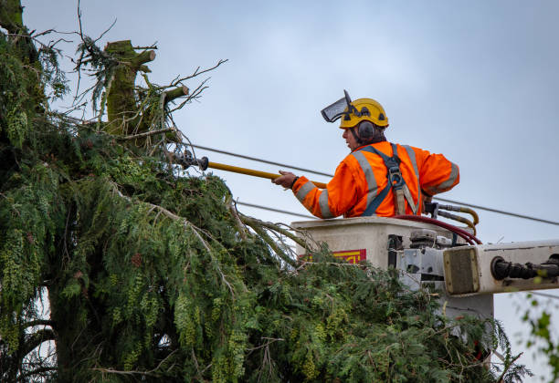 Best Tree and Shrub Care  in Mountainside, NJ