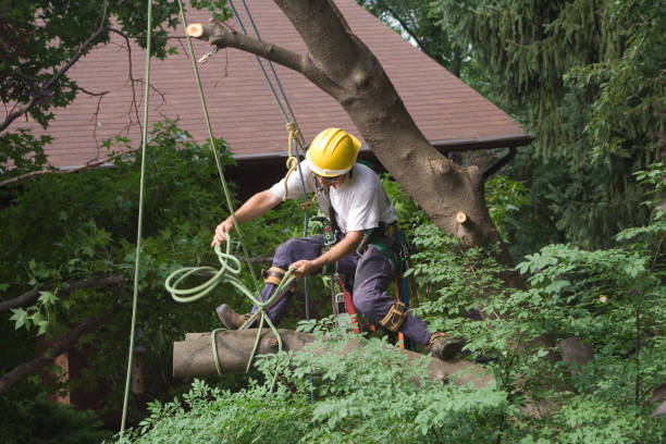  Mountainside, NJ Tree Services Pros