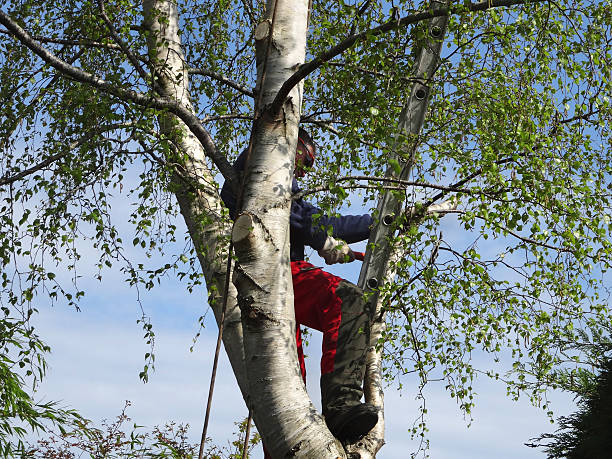 How Our Tree Care Process Works  in  Mountainside, NJ