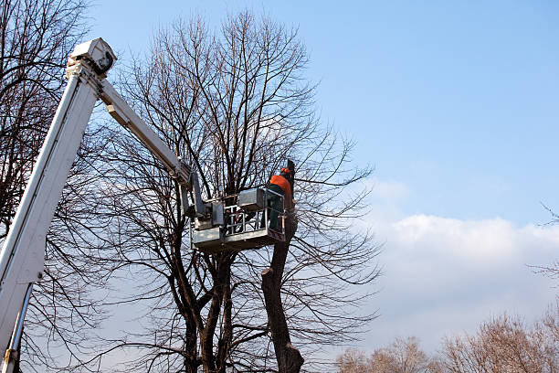 Professional Tree Services in Mountainside, NJ